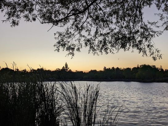 Photo Credit: Matt Tom. Reeds and overhanging branch framing a view of a lake at dusk.